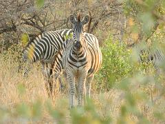 Suedafrika (274)